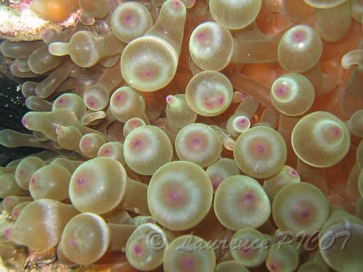 anémone à bout renflé - Entacmaea quadricolor.JPG